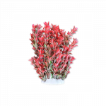 Happet akvariumo augalas raudonas / žalias