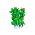 Happet akvariumų augalas žalias su žiedu