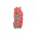 Happet akvariumų augalas raudonas / žalias