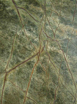 Lankstus akmuo Rainforest Green 122x61 cm, (1vnt=0,75m2)