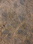 Rainforest Brown lankstus akmuo 265x125 cm, (1vnt. 3,31m2)