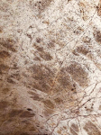 Rainforest Green per&scaron;viečiamas 265x125 cm, (1vnt. 3,31m2)