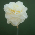 Narcizai "Easter Born" - 5 vnt.