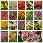 Botaninių tulpių derinys - 200 vnt.