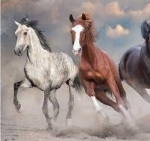 Dėlionė 1000 ART 3, 67x48 cm, Wild Horses 1 INTERDRUK
