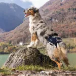 &Scaron;unų klubo sąnario stabilizatorius ir keltuvas Balto, dydis XS