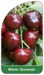 Sodmenų etiketė Cherry 'Groniasta