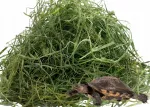 2 kg &scaron;viežių &scaron;ienas vėžliui terariumui, i&scaron; ūkininko