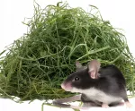 Žiurkėnų pa&scaron;aras 1 kg &scaron;viežių &scaron;ieno, &scaron;ių metų pjūties, tiesiai i&scaron; ūkininko