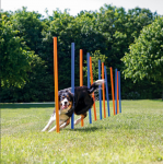 AGILITY inventorius 12 vnt., 115 x 3 cm