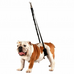 Show Tech Comfort Bellyband Small - patogus galinis palaikymo diržas