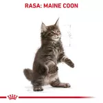ROYAL CANIN Maine Coon Kitten - sausas kačių maistas - 2 kg