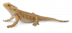 COLLECTA Barzdotasis drakonas (driežas) (L) 88567