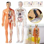 Žmogaus kūno 3D liemens ir skeleto modelis vaikams