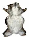 Avikailis KAMERUŃSKA, &scaron;viesiai pilkas, 70 cm, 100% natūralus