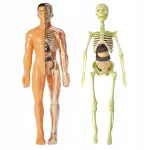Žmogaus kūno anatomijos modelis su organais ir skeletu