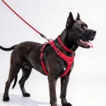 &Scaron;unų pavadėlio rinkinys 3 viename, 1,5 m, su petne&scaron;omis ir antkakliu, dideliems &scaron;unims (16&ndash;30 kg)
