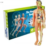 Žmogaus kūno anatomijos modelis su skeletu ir organais, 3D mokomasis rinkinys