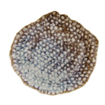 Lėk&scaron;tė REEF MARINE 32x30 cm