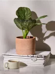 Sinsay - Dirbtinis dekoratyvinis Alocasia augalas vazonėlyje - žalia