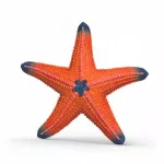 Schleich spalvą keičianti jūrų žvaigždė, 7,3 &times; 7,2 &times; 1,5 cm