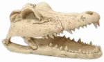 Terrarium decor: Repti Planet Crokodil skull 13,8x6,8x6,5cm