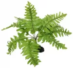 Terrarium decor: Repti Planet Nephrolepis fern, 20 cm