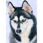 5D deimantinė mozaika 30&times;40 cm &ndash; Amazing Husky (LE130e)