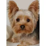 5D deimantinė mozaika 30&times;40 cm &ndash; Faithful Friend (LE128e)