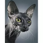 Tapybos pagal skaičius rinkinys 40&times;50 cm &ndash; Mystical Sphinx (MG2443e)