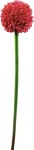 EUROPALMS dirbtinis alliumo stiebas, raudonas, 55cm 82530568
