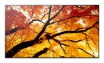 Sharp MultiSync M432 M serijos didelių matmenų ekranas 43 coliai (109,2 cm), 4K UHD 3840 x 2160, 550 cd/m&sup2;, IPS, D-LED, 24/7, juodas