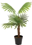 EUROPALMS Fan Palm dirbtinis augalas, 88cm, žalias, juodas vazonas 82509301