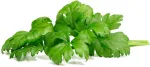 Click & Grow lapinių salierų augalų kapsulės Smart Garden sodui, 3 vnt. (SGR97X3)