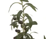 EUROPALMS dirbtinis alyvmedis, 68 cm, žali lapai, juoda vaza 82506421