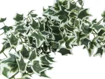 EUROPALMS Holland Ivy Bush Screen Classic dirbtinis gebenės krūmas, 70cm 82502211