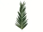 EUROPALMS dirbtinis kokosinės karali&scaron;kosios palmės lapas, 150 cm 82509845