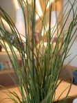EUROPALMS Dirbtinė nendrių žolė, 145 cm, žalia/ruda, su vazonu 82600229