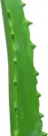 EUROPALMS dirbtinis alavijas juodame vazone, 63 cm, 82809112