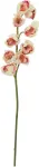 EUROPALMS dirbtinė cymbidium &scaron;akelė, kreminė-rožinė, 90cm 82530311