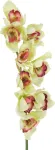 EUROPALMS dirbtinė cymbidium orchidėjos &scaron;akelė, žalia, 90cm 82530313