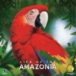 Life of the Amazonia, Stalo žaidimas