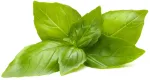 Click & Grow citrininių bazilikų augalų kapsulės Smart Garden sodui, 3 vnt. (SGR76X3)