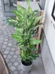 EUROPALMS Dieffenbachia dirbtinis augalas 120cm 82508306