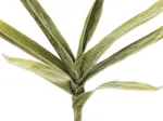EUROPALMS dirbtinė jukos &scaron;aka (EVA), žalia 82531063