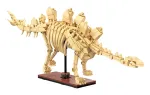 Konstruktorius Jamara CaDA Dinozaurų fosilija Stegosaurus &ndash; 297 detalių, nuo 8 metų, smėlio/rudos spalvos