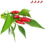 Click & Grow Piri Piri čili pipirų augalų kapsulės Smart Garden sodui, 3 vnt. (SGR67X3)