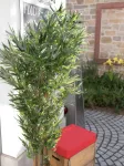 EUROPALMS daugiastiebis dirbtinis bambukas, 180 cm 82509236