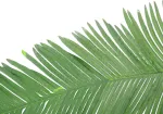 EUROPALMS dirbtinė kokoso karali&scaron;kosios palmės lapas, 180cm 82509847