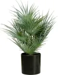 EUROPALMS dirbtinė vėduoklinė palmė vazone, 55 cm 82509401
